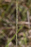 Tenlobe false foxglove